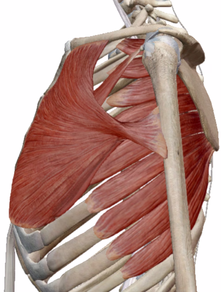 Protractie Scapula