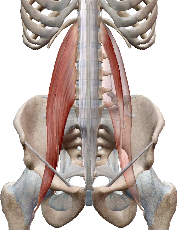 psoas