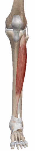 Plantairflexie art. talocruralis